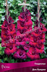 Гладиолус Дон Луиджи барх.(темн. красн. с сирен. оттенком) 10/12 (10шт./уп.) (Солн.сад)