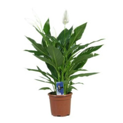 Спатифиллум Шопен h30 (D-9)