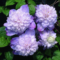 Клематис крупноцв. (капер) Вероника Чойс (сирен. махр.) Поиск