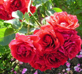 Роза канадская парк. Джон Франклин (красн.,махр.,1,2м) (V3,5л) П.