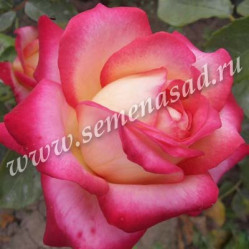 Роза чайно-гибридная Рина Херхолдт (лимонно-бел.с роз.кр.) (V3,5л) П.