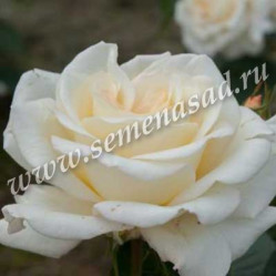 Роза чайно-гибридная Тру Лав (белый) (V3,5л) ЦС