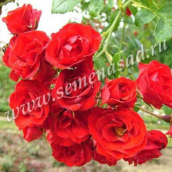Роза почвопокр. Скарлет Мейяндекор (красн.) Поиск