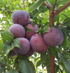 Слива русская (Алыча) Империал (среднепоздн.,фиол-розов.) Поиск этик.