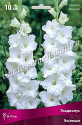 Гладиолус Эссеншл 10/12 (10шт./уп.) (Солн.сад)