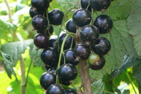 Смородина черная Селеченская 2 (c3, 50/60)