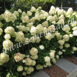 Гортензия метельчатая Фантом (40/60, с15) (кфх)