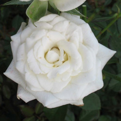 Роза чайно-гибридная Акито (c3/4) ЦС./19