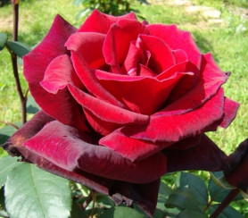 Роза чайно-гибридная Барколе (c3/4) ЦС./20