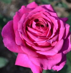 Роза чайно-гибридная Биг Пепл (c3/4) ЦС.