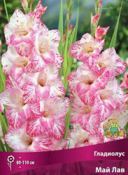 Гладиолус Май Лав 10-12/К (10шт.) (Солн.Сад)