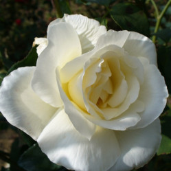Роза чайно-гибридная Маунт Шаста (бел.) (V3,5л.) П.
