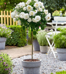Роза штамбовая  Кайлани (белый) флорибенда  (C7, штамб 60см.)