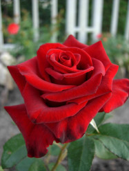 Роза чайно-гибридная Лавли Ред (темн-красн) (c4) ЦС.
