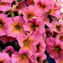 Петхоа Beautical Sunray Pink (P9)