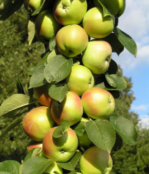 Яблоня колонновидная Гирлянда (карлик.подвой м9,осенний) (c7,5, 60/80) ЦС
