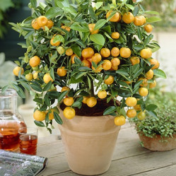 Цитрус Мандарин Ретикулата Поиск