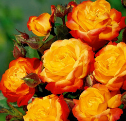 Роза флорибунда Румба (c3,5) П.
