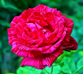 Роза чайно-гибридная Ред Интуишн (с3,5) П.