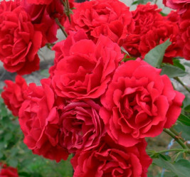 Роза плетистая Симпати (с3-5) П.