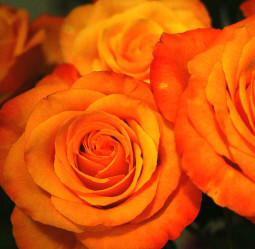 Роза флорибунда Ориндж Пассион (c3,5) П.