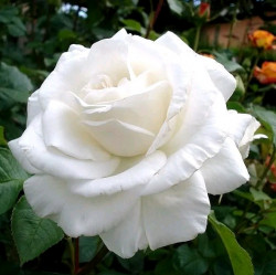 Роза чайно-гибридная Аннапурна (c3,5) П.