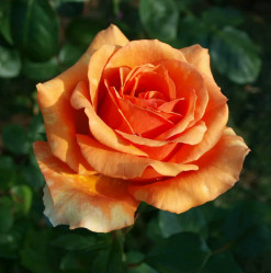 Роза чайно-гибридная Ашрам (c3,5) П.