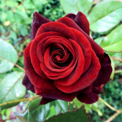 Роза чайно-гибридная Черная Магия (V4) ЦС.