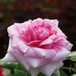 Роза канадская парк. Ламберт Клосс (с6,5)