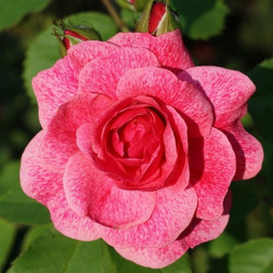 Роза канадская парк. Модэн Руби (с6,5)