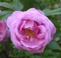 Роза канадская парк. Чарльз Альбанель (с6,5)