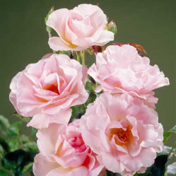 Роза миниатюрная Пинк Морсдаг (С3/4) ЦС