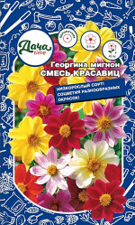 Георгина Георгина Мигон Смесь Красавиц Дача тайм