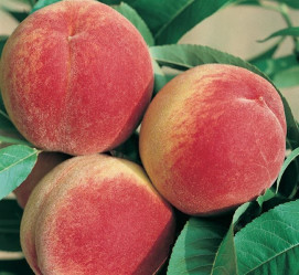 Персик Эрли Ред Поиск этик.