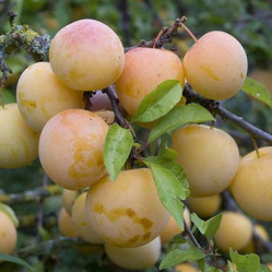 Слива Белая медовая Поиск этик.