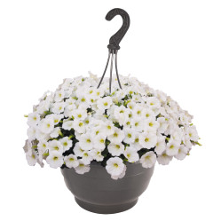 Петуния Sweetunia White (P9/12)