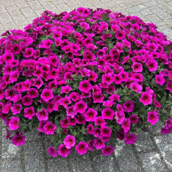 Петхоа Beautical Purple Dawn (P9)