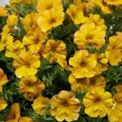 Петхоа Beautical Yellow Sun (P9)