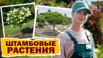 КУЛЬТУРЫ НА ШТАМБЕ! СРОЧНО УКРАСЬТЕ ВАШ САД! 