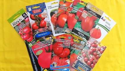 Жаростойкие и устойчивые к засухе сорта и гибриды томатов!