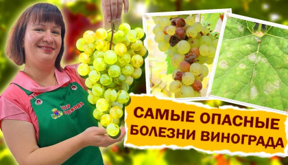 БОЛЕЕТ ВИНОГРАД? МЫ ЗНАЕМ КАК БОРОТЬСЯ! 