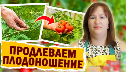 5 СПОСОБОВ, ЧТОБЫ ПРОДЛИТЬ ПЛОДОНОШЕНИЕ ТОМАТОВ! ЗАПОМИНАЙТЕ!