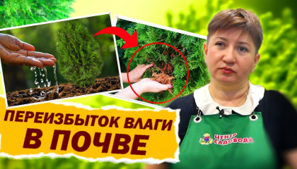 ВЛАГА В ПОЧВЕ: КАК ИЗБАВИТЬСЯ ОТ ЛИШНЕЙ ВОДЫ НА УЧАСТКЕ?